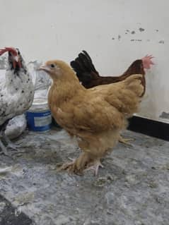 5 month golden buff bantam female  with 2 Desi hen for sale
