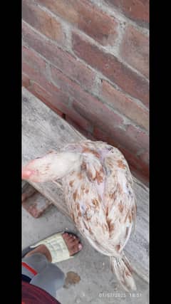 pire aseel chicks for sale