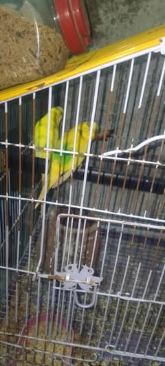 7 parrots I sale