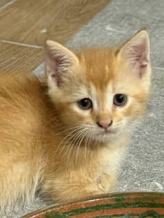 Three Beautiful Persian Cats Available for Free