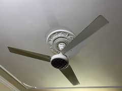 Belvin Ceiling Fans 56”