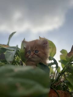 Peke face and persian cross