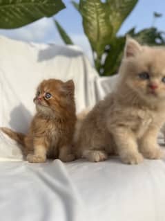Peke face and persian cross