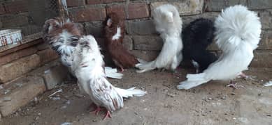 3 jacobin (Naqabposh) breeder pairs & 1 extra female