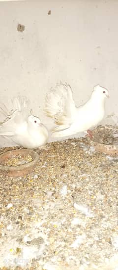 Laka breeding pair