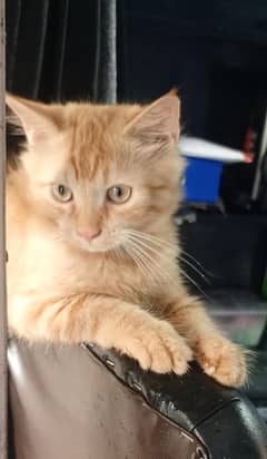Kittens 6 months old