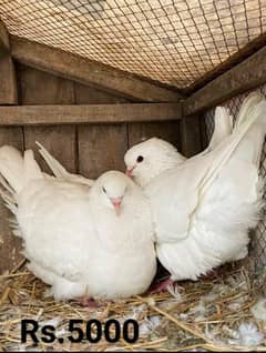 King pigeon and black fantail lucky kabutar