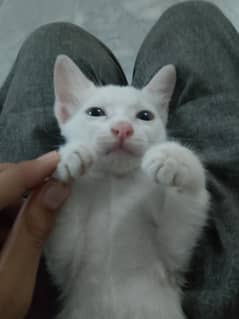 Persian