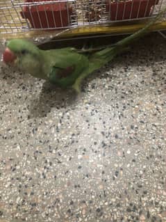 Raw parrot