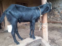 black  bakra