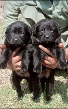 German shepherd pair for sale age 2 month