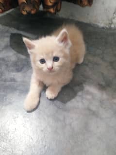 pursian kitten