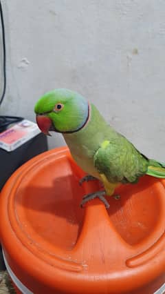 green parrot