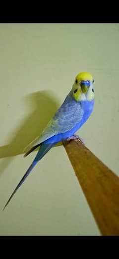 Violet Rainbow Budgie  Pair