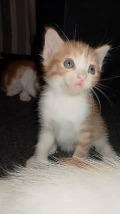 1mounth old Sami Persian cats
