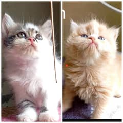 CFA  bloodline pure pershion punch face  Tripple coated kittens