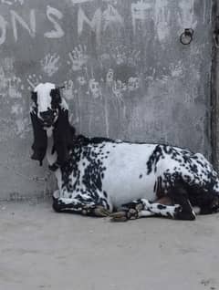 beetle goat