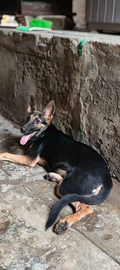 German Shepherd Female single Coat
