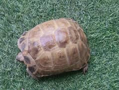 turtles