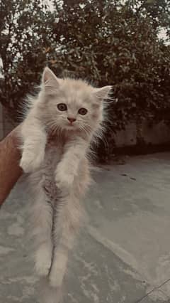 persian