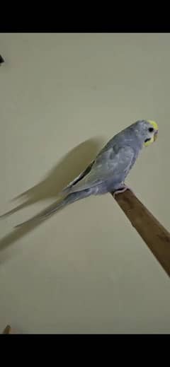 DF Mauve Rainbow Budgie Pair