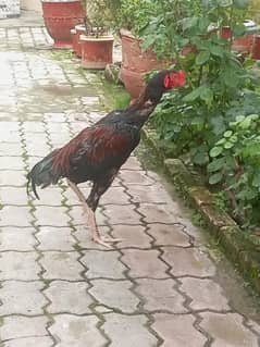 lakha patha