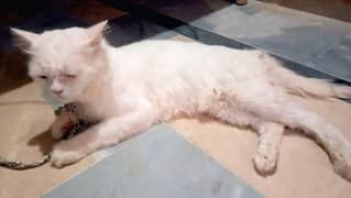 persian cat male for sell or exchange