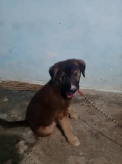 German Shepherd Puppi60 days aage