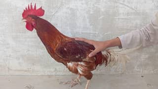 desi murgha egg layung murghian