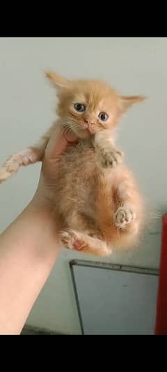 Persian cats for sale