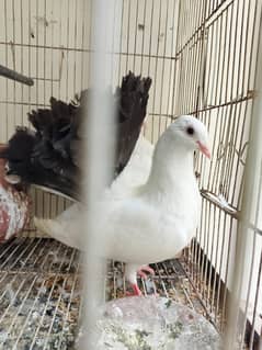 Laka black tail pigeons #pigeons#black tail pigeon#fancy pigeons