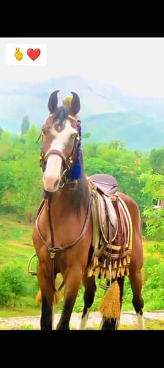 Horse