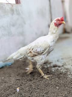 Aseel  High Quality Female for Sale