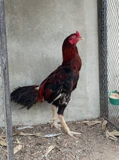 Aseel pair available