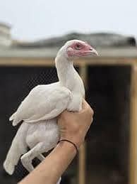 heeri aseel egg laying female