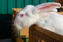 rabbit for sale ful healthy