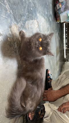 Double coated cat