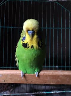 cocktail breeder pair and exhibition breeder male for sale