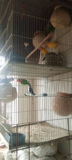 sell birds