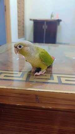 argent sale pineapple conure handtame
