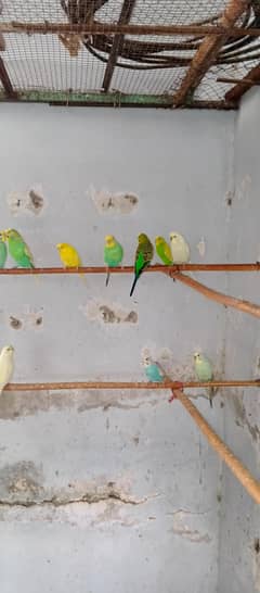 Australian Breeder Pair