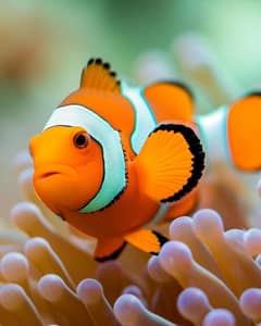 ClownFish Available Nemo Fish Saltwater Aquariums