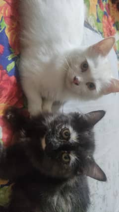 cat pair, age 5 month