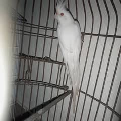 Eno Cocktail Male