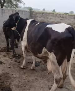Cow for sale