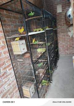 Lovebirds full setup for sale