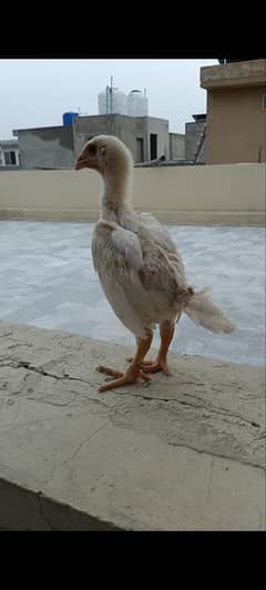 Shamo Chicks