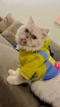 Persian. Female cat for sale