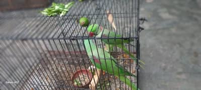 raw parrot