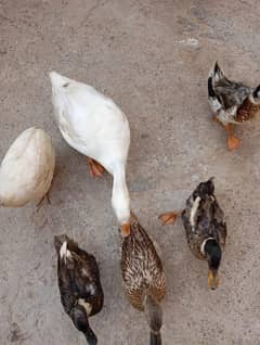 long neck duks and others